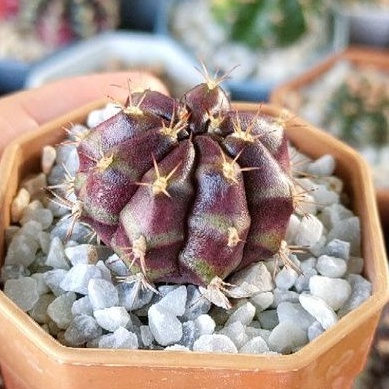 cake-cactus-farm-กระบองเพชร-gymnocalycium-mihanovichii-blueberry-cheese-cake-ยิมโน-บลูเบอรี่ชีสเค้ก