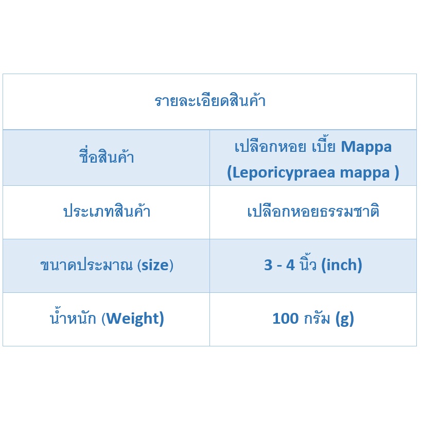 andaman-seashell-เปลือกหอย-เบี้ย-mappa-leporicypraea-mappa