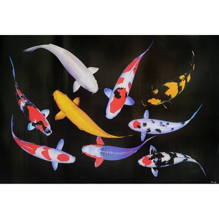 โปสเตอร์ รูปถ่าย ปลาคาร์ฟ ปลามงคล ภาพมงคล เสริมฮวงจุ้ย Fancy Carp 鯉 POSTER 24”x35” Inch Fish Koi Kohaku