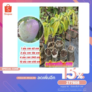2 ต้น ต้นกล้ามะม่วงแอปเปิ้ล หรือ R2E2  เสียบยอดโตเร็ว ผลใหญ่ แผลแห้งสนิท ลูกดก รับประกันพันธุ์แท้สินค้าพร้อมส่ง!!!