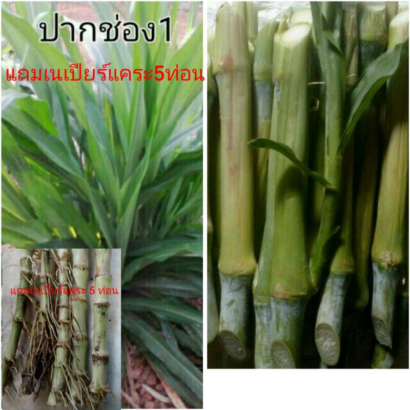 หญ้าเนเปียร์ปากช่อง1-จัดชุด-30ท่อน-แถมเนเปียร์แคระ-กิ่งหม่อน-5ท่อน