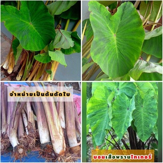 (1หน่อ)(ขาย ต้นพันธุ์) ต้น หน่อ หัว บอนไทเกอร์ Colocasia Tiger Stripe บอน ต้นบอน / คนหลงรักบอนสี