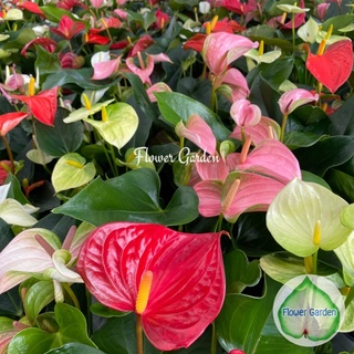 Flower Garden F22 ต้นหน้าวัว Anthurium มีหลายสี กระถาง 5 นิ้ว สัญลักษณ์ของ"การต้อนรับด้วยความยินดี"