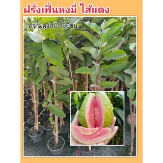 ฝรั่งเฟิ่่่นหงมี่ สีแดงชมพู กิ่งตอนเป็นพุ่ม ออกดอกเร็ว [ พร้อมส่ง]