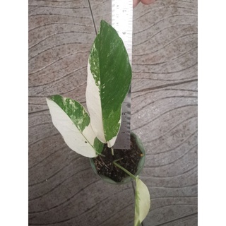 อิพิด่างขาว ส่งต่อให้ดูแลต่อจ้า Epipremnum pinnatum variegated