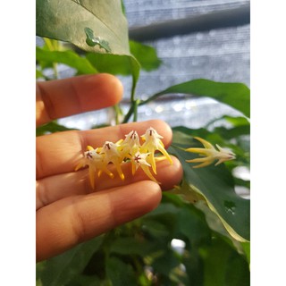 Hoya Multiflora (ลูกศร)