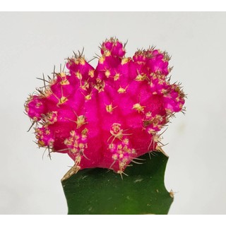 ยิมโนหัวสี (ชมพู)  ขนาดประมาณ 3-5 CM  ยิมโนหัวสีกราฟบนตอ  (Gymno) #cactus #แคตตัส #กระบองเพชร #ไม้อวบน้ำ