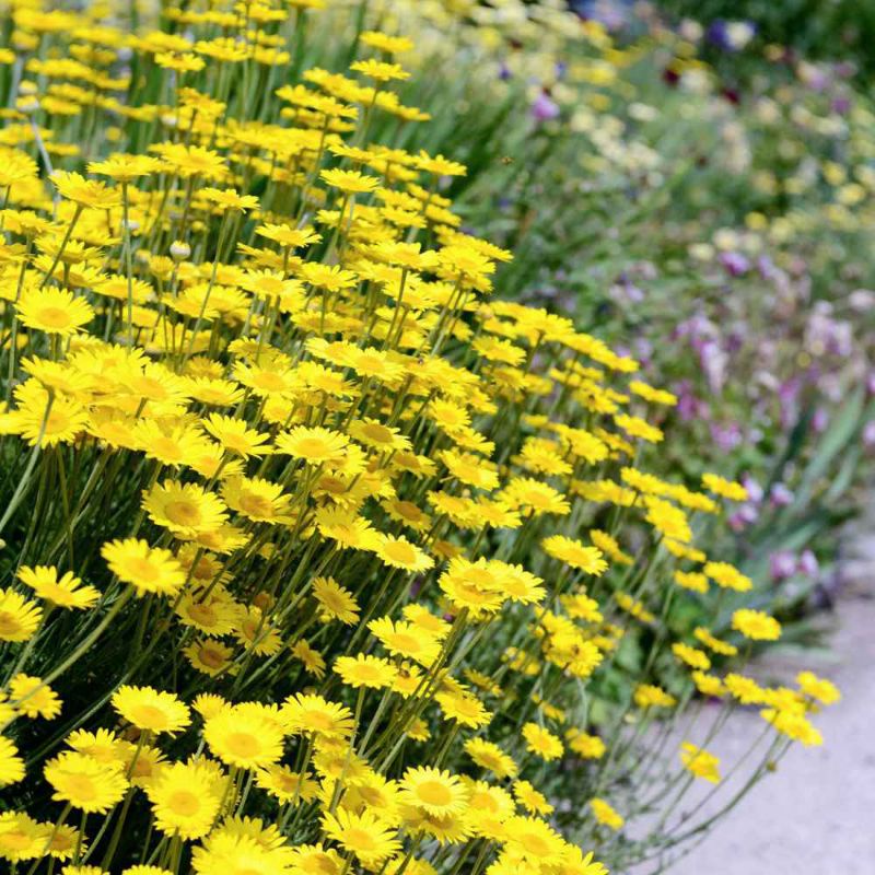1,000 เมล็ด เดซี่มากาเร็ตสีทอง Golden marguerite Daisy (Anthemis ...