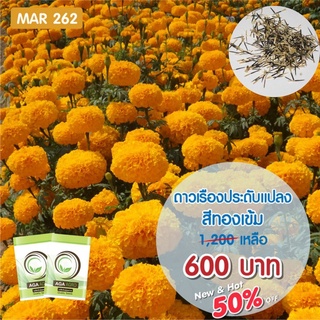 AGA SHOP ดาวเรืองประดับแปลง สีทองเข้ม  1000 เมล็ด