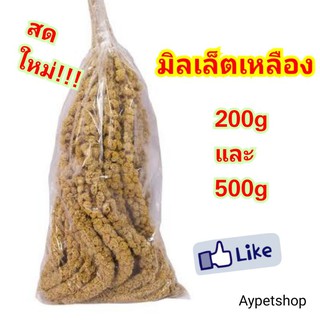 สินค้า มิลเล็ตสเปรย์เหลือง สดๆ ใหม่ๆ เกรดดี