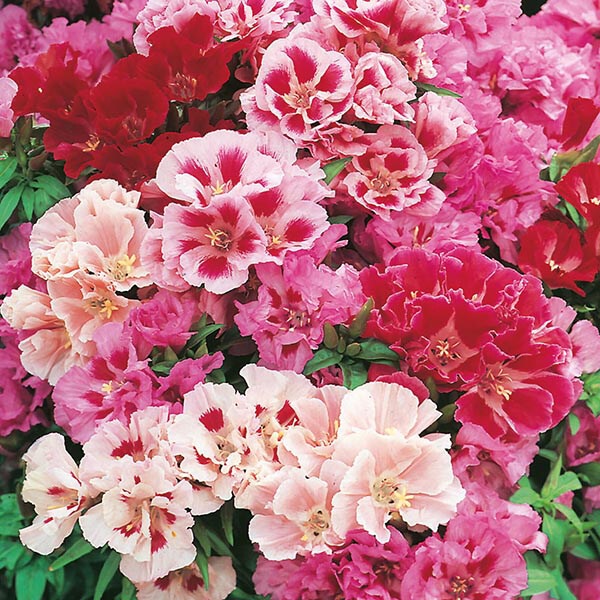 15 เมล็ดพันธุ์ กุหลาบพันปี ต้นโรโดเดนดรอน Azalea Rhododendron flower seeds