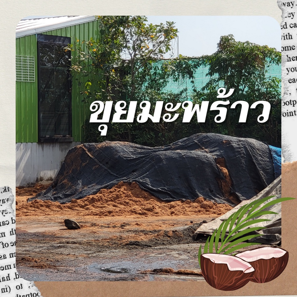 ขุยมะพร้าว-ยังไม่ล้างน้ำ-สดใหม่-จากต้นมะพร้าว-ออร์แกนิค-ไม่มีสารตกค้าง