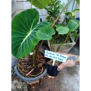 Colocasia Nancy (โคโลคาเซิยแนนซี)