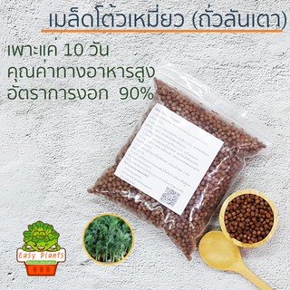 เมล็ดโต้วเหมี่ยว ต้นอ่อนถั่วลันเตา pea seed ถั่วลันเตา เมล็ดเพาะงอก เมล็ดไมโครกรีน โต้วเหมี่ยว ต้นอ่อน เพาะงอก pea seed