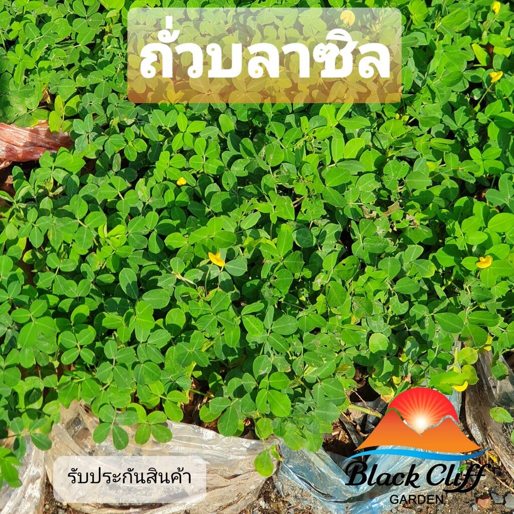 ต้นถั่วบลาซิล-1-ต้น-สวนเขาหมาก-blackcliffgarden-ถั่วบลาซิล-ไม้ปลูกเพื่อความสวยงาม