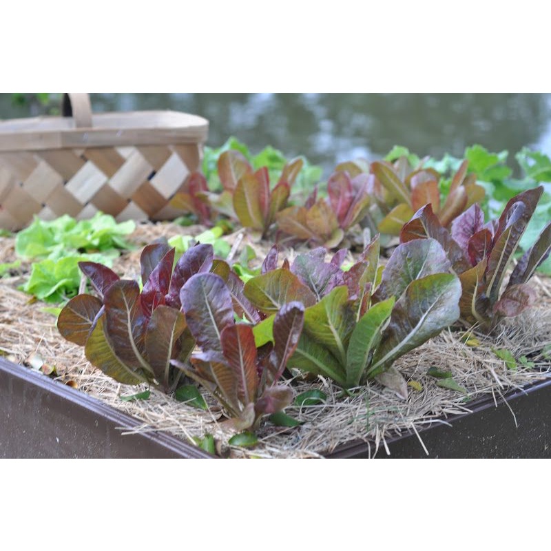 100-เมล็ด-เมล็ดพันธุ์สลัดซิมมารอนโรเมน-cimmaron-romaine-lettuce
