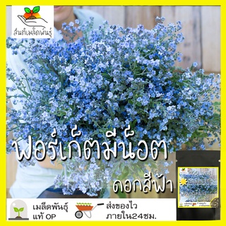 เมล็ดพันธุ์ ฟอร์เก็ตมีน็อต ดอกสีฟ้า เมล็ด Chinese Forget me not เมล็ดพันธุ์แท้ นำเข้50 เมล็ด (ไม่ใช่พืชที่มีชีวิต)