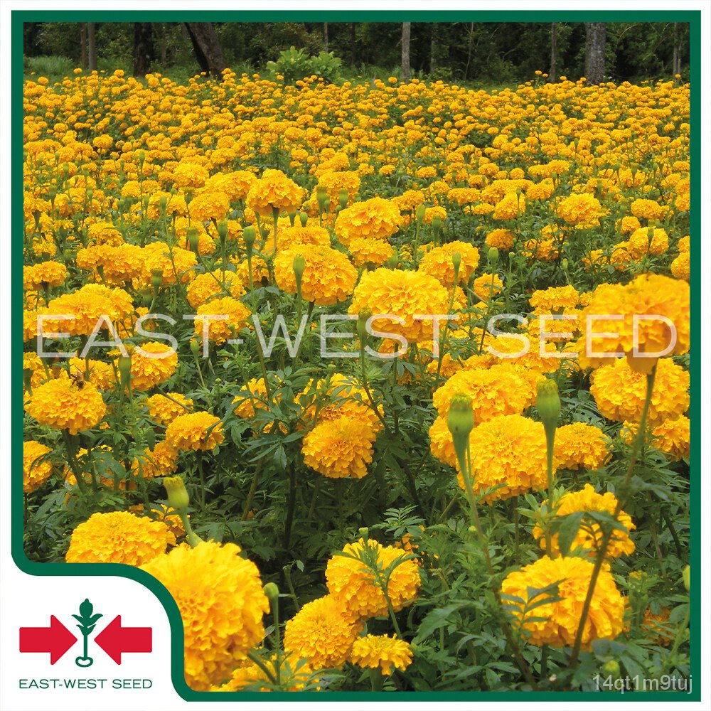 เมล็ดอวบอ้วน100-east-west-seed-เมล็ดพันธุ์ดาวเรือง-marigold-seeds-ดาวน้อย-f1-เมล็ดพันธุ์ดอกไม้-เมล็ดพันธุ์-ผักสวนครัว