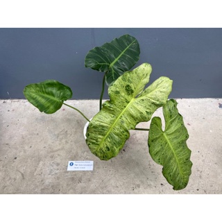 พาไรโซ่ด่างฟอร์มกอ(Philodendron Paraiso Variegated)  ด่างลงก้าน มีจำนวนหลายใบ รากเดินดีเต็มกระถาง ไม้ฟอกอากาศ