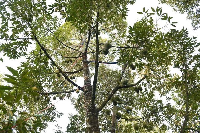 ต้นทุเรียนกบสุวรรณสูง90-100cm-พันธุ์โบราณหายาก199