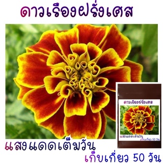 30 เมล็ด ดาวเรืองฝรั่งเศส (French Marigold)