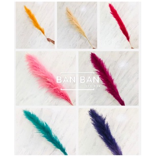 ดอกเลาย้อมสี ดอกเลาสีสวย ราคาต่อ1ก้าน ขั้นต่ำ 3ก้าน ดอกหญ้าเลา ดอกเลาแห้ง pampas ดอกไม้แห้ง​ ดอกเลา​ดอกแพมพัส สีธรรมชาติ