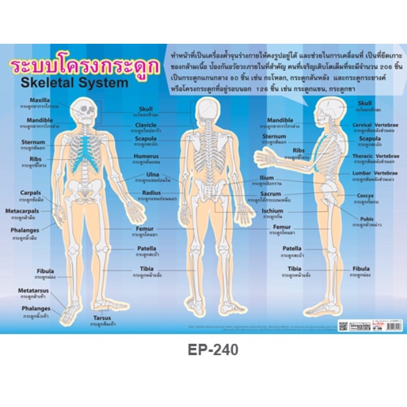 ภาพสินค้าสื่อการสอน โปสเตอร์PP ร่างกายมนุษย์ ระบบโครงกระดูก ระบบร่างกาย จากร้าน .punchita บน Shopee ภาพที่ 2