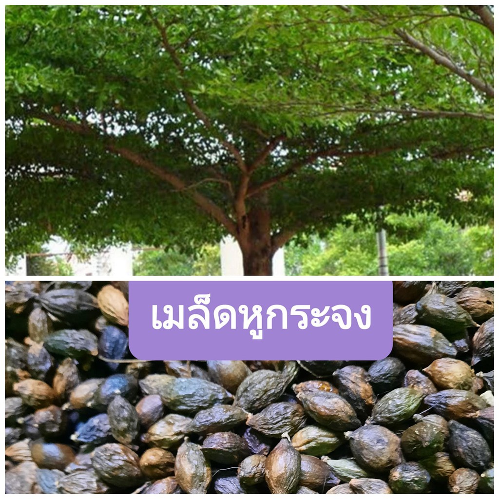 เมล็ดหูกระจง-เแผ่บารมี-30-เมล็ด