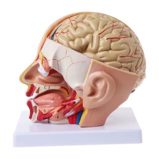 BTF ✐ Human Anatomy Head Skull Brain Cerebral Artery Anatomical