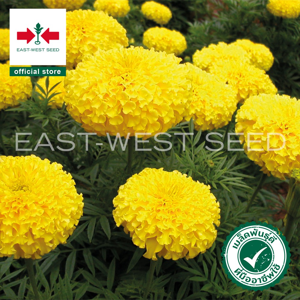 ศรแดง-เมล็ดพันธุ์ดาวเรือง-รัศมี-สีเหลือง-f1-east-west-seed-เมล็ดพันธุ์ดอกไม้-เมล็ดพัน50-เมล็ด-ไม่ใช่พืชที่มีชีวิต