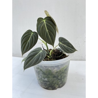 Philodendron Melanochrysum