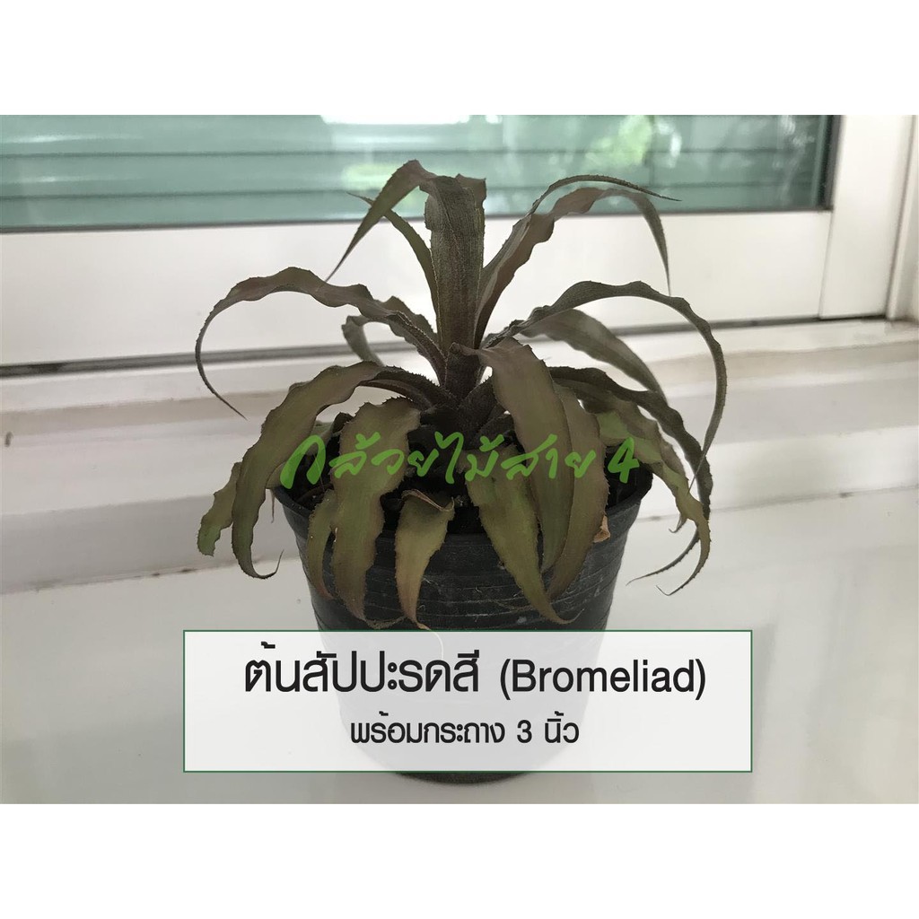 ต้นสัปปะรดสี-bromeliad-ไม้ประดับ-พร้อมกระถาง-3-นิ้ว