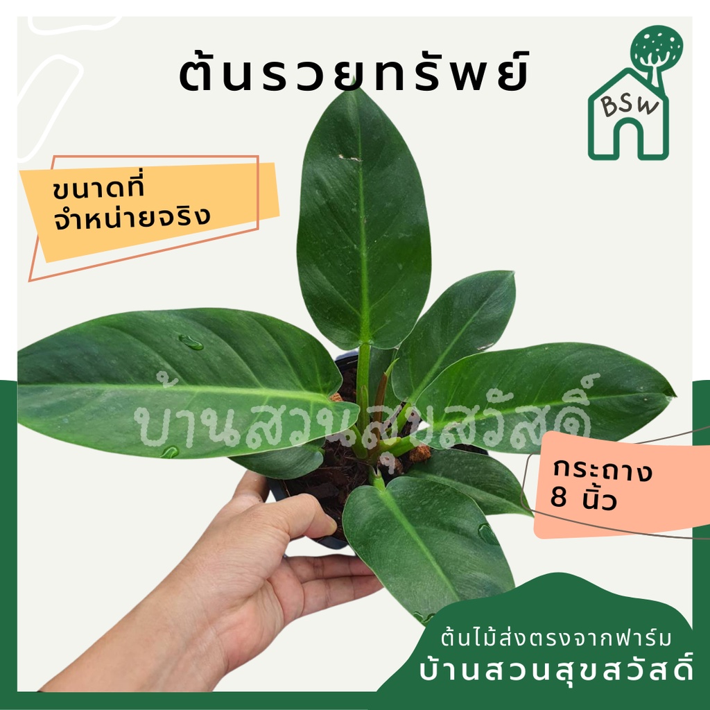 รวยทรัพย์-มาในกระถางพร้อมตั้ง-ฟิโลเดนดรอน-philodendron-ruaysap