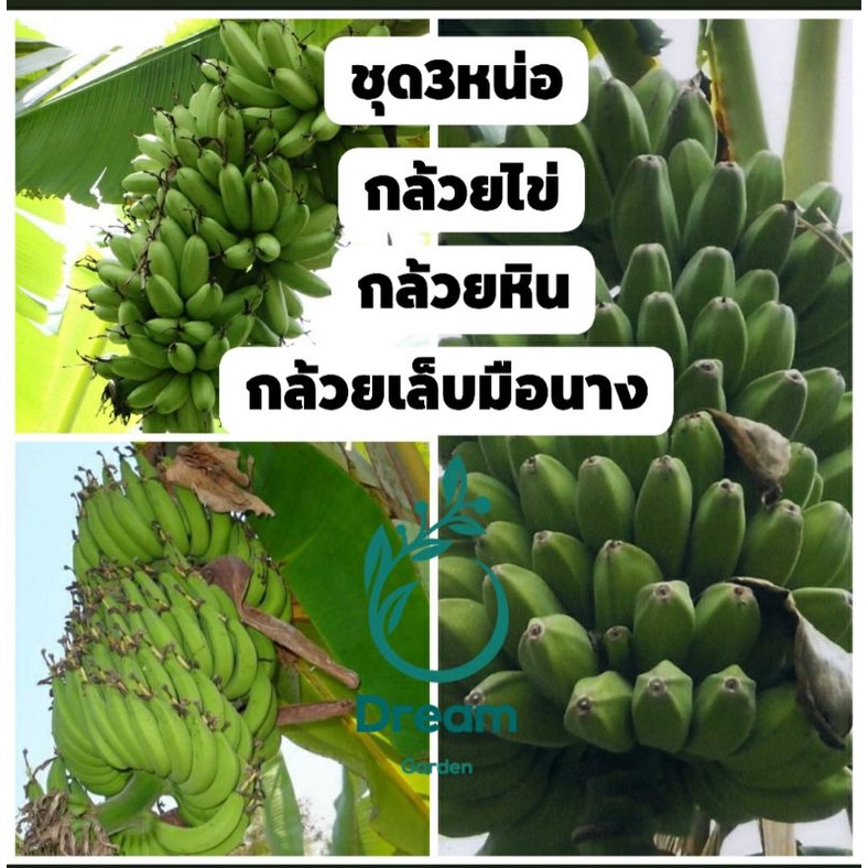 ภาพหน้าปกสินค้าชุดกล้วยภาคใต้ 3 หน่อ กล้วยไข่ กล้วยเล็บมือนาง กล้วยหิน