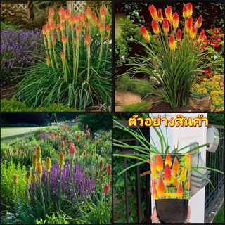 (1ต้น)(vาย ต้นพันธุ์) ต้น ดอก Red Hot Pokers หรือ Kniphofia ดอกไม้สุดแรร์ จาก แอฟริกาใต้ Planty Treasure