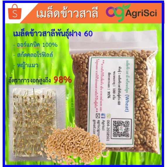 หญ้าแมว-ออร์แกนิค-ชุดปลูกต้นอ่อนข้าวสาลี-เมล็ดข้าวสาลี-พันธ์ุ-ฝาง-60-ข้าวสาลีแมว-ชุดปลูกต้นอ่อนข้าวสาลี