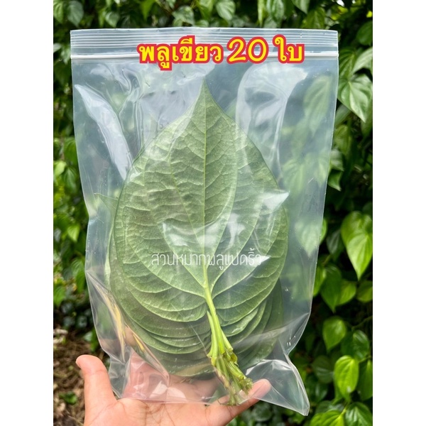 ใบพลูเขียว-พลูกินหมาก-ใบพลูไหว้-ใบพลูสวนแปดริ้ว-ราคา1-เรียง-20ใบ-betel-leaves-with-betel-nut-20pcs