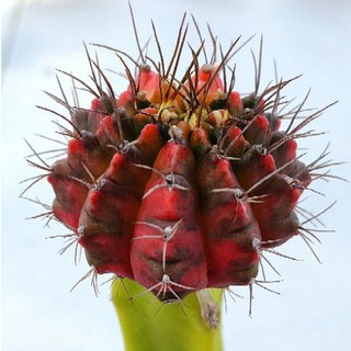 Cake Cactus Farm กระบองเพชร Gymnocalycium mihanovichii variegated ยิมโนด่าง ไต้หวัน กราฟตอลูกผสม