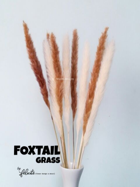หญ้าหางจิ้งจอก-foxtail-grass