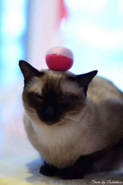 ของเล่นแมว-ลูกบอลแฮนด์เมด-แพ็คละ-35-บ-ได้ลูกบอล-3-ลูก