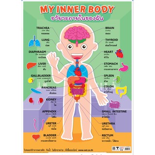 โปสเตอร์ภาพ กระดาษหุ้มพลาสติก  EQ-481 อวัยวะภายในของฉัน 2 ภาษา พร้อมคำอ่าน ขนาด 50*70 cm สื่อความรู้