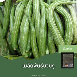 เมล็ดพันธุ์บวบ6เมล็ด🔺ขั้นต่ำโปรดสั่งสินค้าภายในร้าน30บาทขึ้ยไปค่ะ