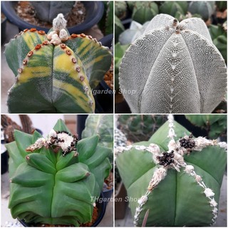 เมล็ดกระบองเพชร แอสโตรไมริโอ มิกซ์(Astrophytum myriostigma mix)