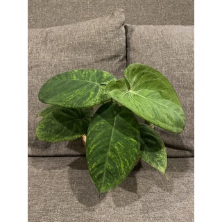 Syngonium macrophyllum Frosted Heart ใบบุญหัวใจ