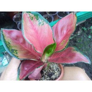 seeds Aglaonema 50 เมล็ด (ไม่ใช่พืชที่มีชีวิต)