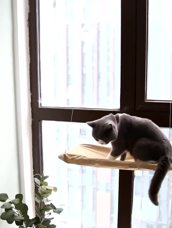 เปลแมวติดหน้าต่าง-ที่นอนแมวติดกระจก-ลวดสลิงแข็งแรง-ปลอดภัย