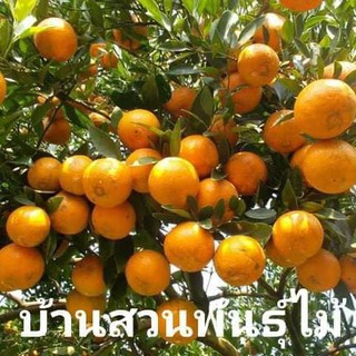 ต้นส้ม พันธุ์สายน้ำผึ้งไร้เมล็ด