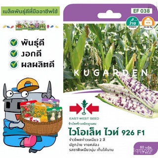 SORNDAENG  ผักซอง ศรแดง S038# ข้าวโพดข้าวเหนียว ไวโอเล็ท ไวท์ 926 F1 เมล็ดพันธุ์ผัก ข้าวโพด เมล็ดพันธุ์ ผักสวนครัวKalePu