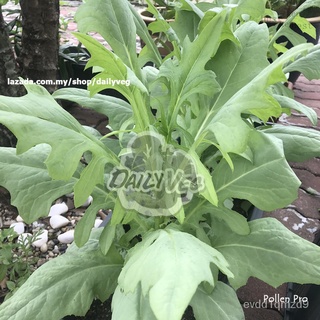 Vege SEED: bitter lettuce (30 seeds) ผักกาดขาวแกนแดงเมล็ดผักกาดขาวเมล็ด Biji benih Sayur Fu MAK choyed seeds seeds seeds