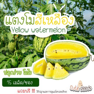 เมล็ดพันธุ์แตงโมสีเหลือง 15เมล็ด อัตราการงอก95% ปลูกง่าย โตไว(แถมฟรี เมล็ดผักทุกออเดอร์)